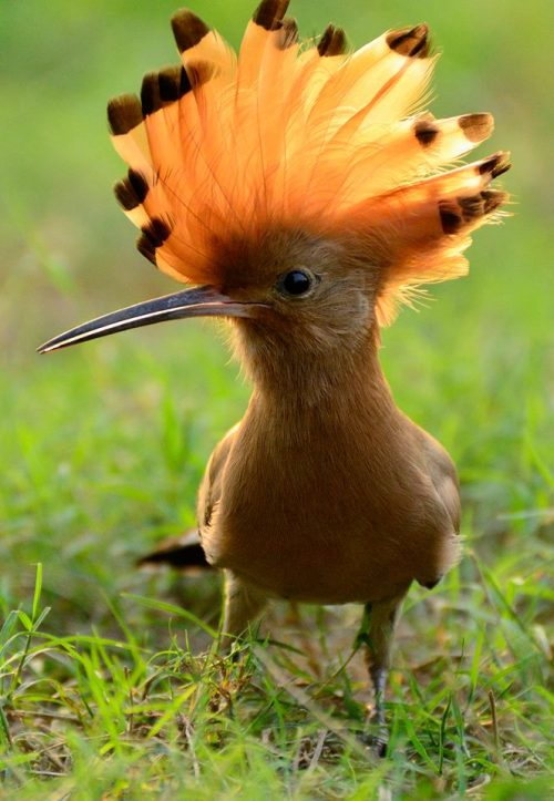 importantbirds:funnywildlife:Hoopoe KingShhh, secret. This hat not belong a me but creat by gather t