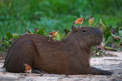 animals-animals-animals:Capybara and Pale Legged Horneros (by Sean Crane)