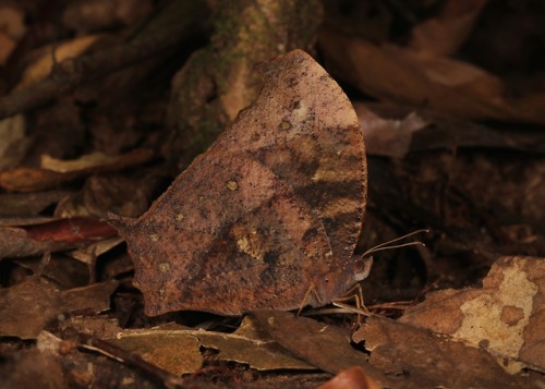 sinobug:Dark Evening Brown (Melanitis phedima, Satyrinae, Nymphalidae)by Sinobug (itchydogimages) on