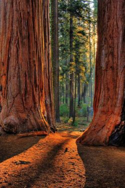 thevoyaging:  Giant Redwoods, California photo via donnetta 