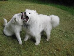 skookumthesamoyed:  Baby Skookum and Old Skook having a tooth party!