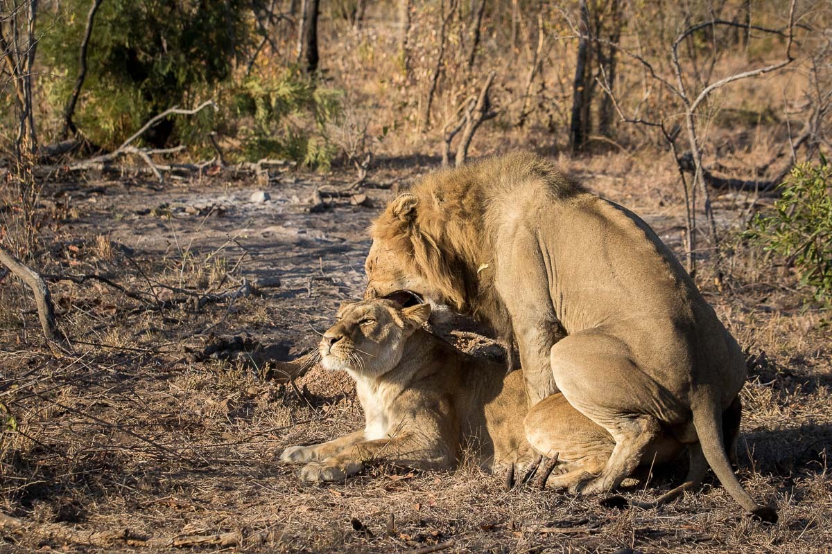 bigcatslions:  Photography Franscois Rosslee and Kosie Lategan, Pravir Patel, Terry