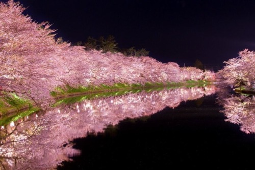 K1zz‏ @xK1zz青森県弘前市の日本一とも言われる桜です今年で弘前桜祭りは100周年を迎えます開催期間は4月22日~5月7日までなので皆様是非お越しください