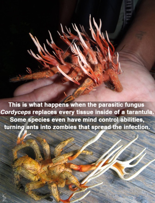 bugcthulhu:mousathe14:muchneededmerch:the-science-llama:If you don’t think evolution is badass yet, 