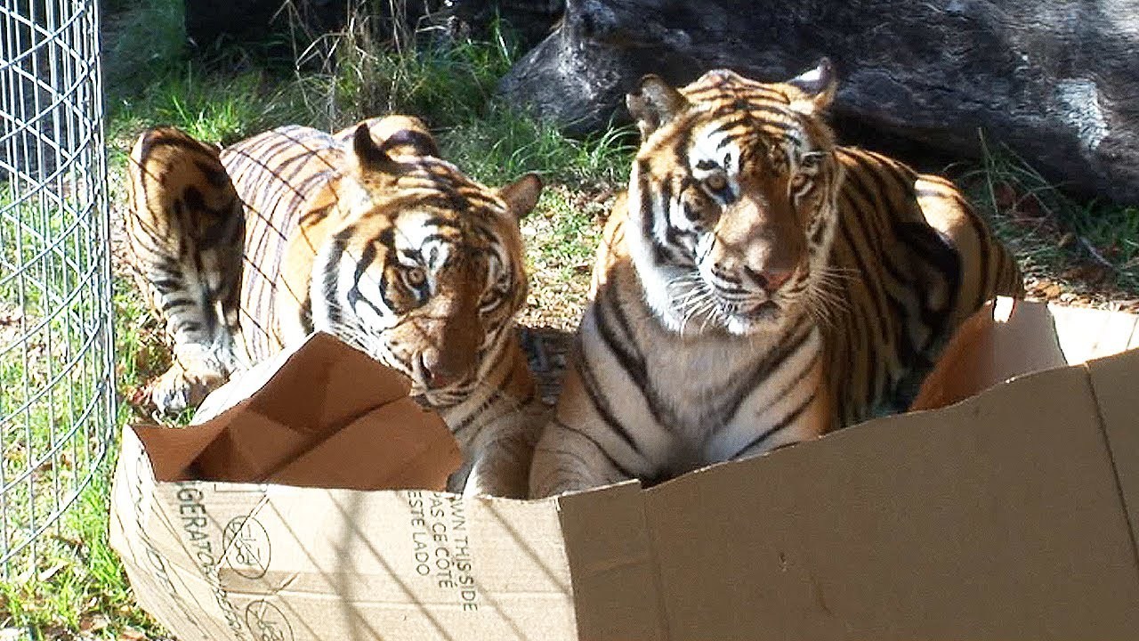 dope-pope:  All cats love boxes! 