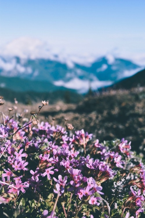 Summer in the Olympic Mountains