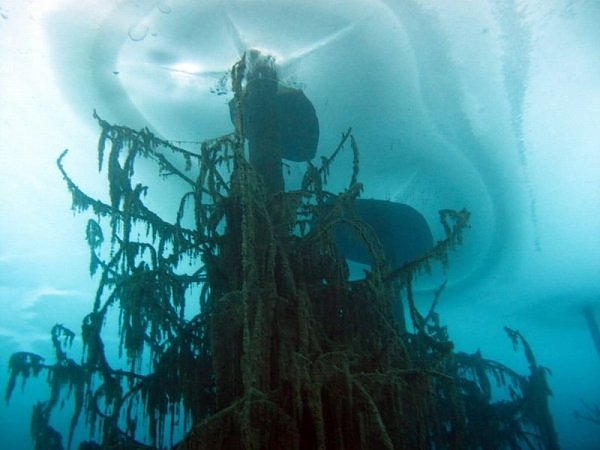 anaffinityfor:  odditiesoflife  The Amazing Underwater Forest of Lake Kaindy What