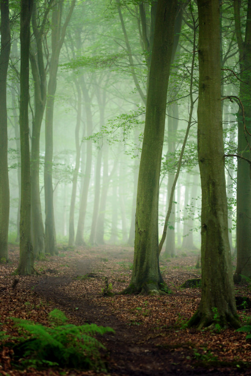 forest-nation: Friston Forest by Alan MacKenzie