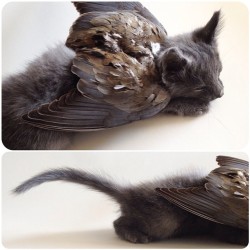 girldracula:  bone-lust:My very talented ethical taxidermist friend Lauren of @preciouscreature created this lovely angel kitten and I had to share. I highly suggest you guys keeping her in mind for your pet memorial taxidermy needs. Especially for mice,