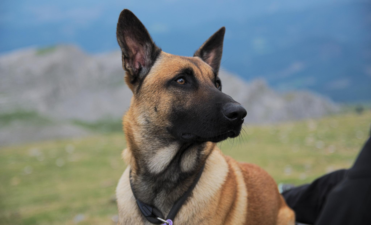 Belgian Malinois