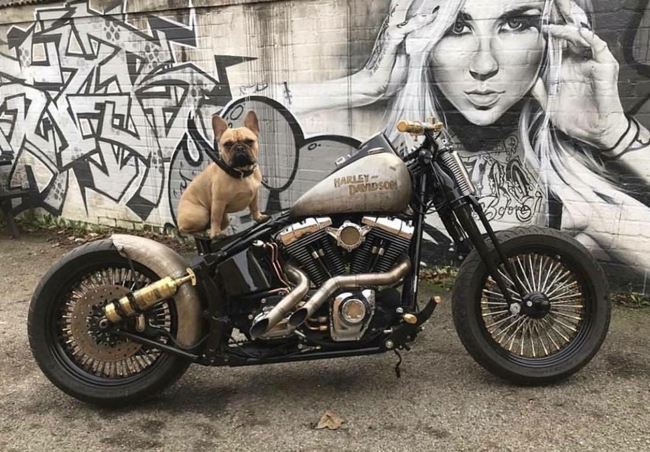 Motor pupper 