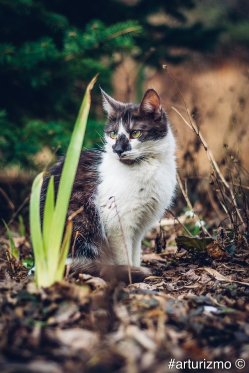 arturizmo:Snowdrops and cats