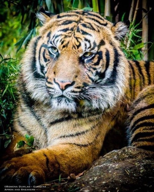 Meet one of the Sumatran #tigers of #bioparcoroma What an amazingly beautiful animal! #tiger #sumatr