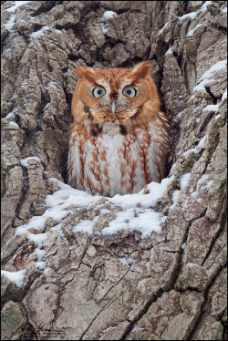 earthandanimals:    Eastern Screech Owl   Photo by Matthew Studebaker      