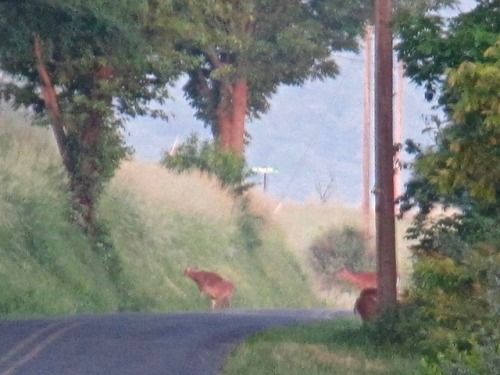 geopsych:A misty morning and the faery cattle.