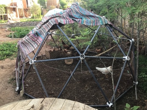 Geodesic domes for chickens