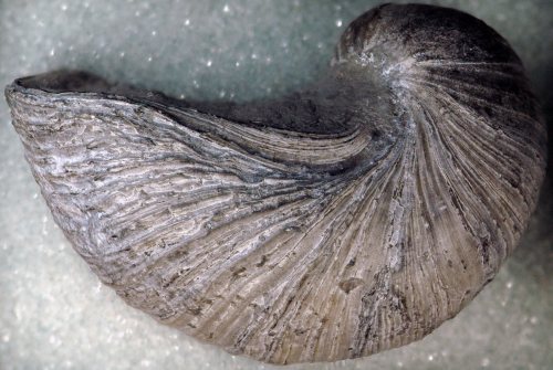 England (Group D) - GryphaeaA now extinct relative of the modern oyster, this bizarre looking bivalv