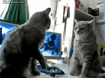 catsdogsgifs:  http://catsdogsgifs.tumblr.com/