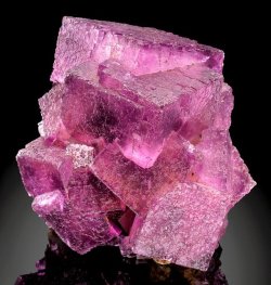 geologyin-blog:  Gorgeous cluster of raspberry-purple Fluorite cubes from From Rosiclare, Rosiclare Sub-District, Hardin Co., Illinois.   Photo: exceptionalminerals   