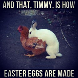 🐰+🐔= Easter egg&rsquo;s