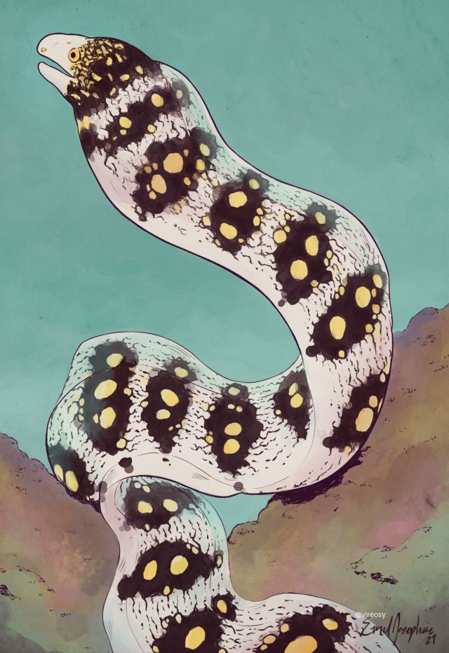 A snowflake moray against a muted turquoise background, gently resting on a multicolored rock base. Illustration.