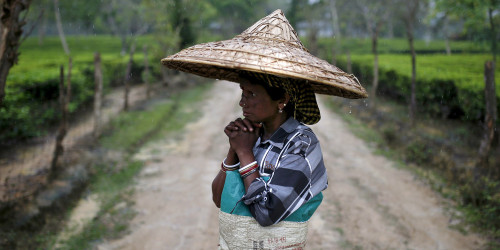 Climate change is wreaking havoc in the world’s largest tea-growing areaTea is grown from Pemb