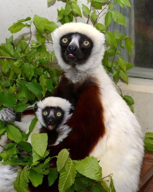catsbeaversandducks:I love these furry little guys from Madagascar.Via Duke Lemur Center -
