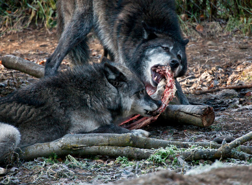 owakolf:  Nature Blog