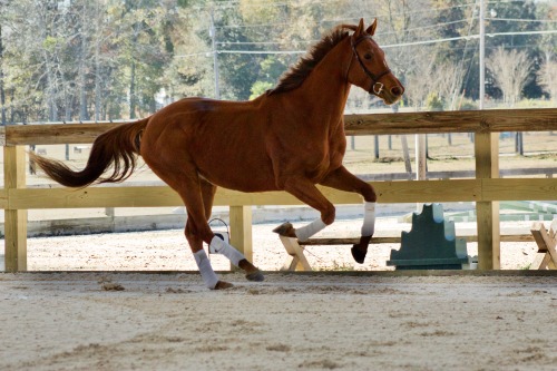magnoliasporthorses:Meet Strip Tease (oh yes…) a gorgeous 5 yr old 16.1+ big bodied TB mare coming o