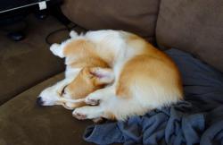 corgiaddict:  omelettethecorgi:  Your Monday Morning Brain Teaser: Unscramble the Corgi.  Wow. This is extreme sleeping to the … extreme.