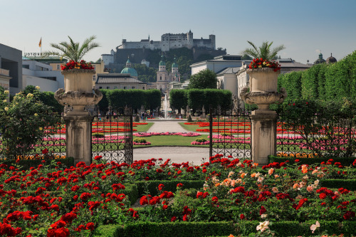 floralls:Mirabell Rose Garden, Austria (by Nomadic Vision Photography)