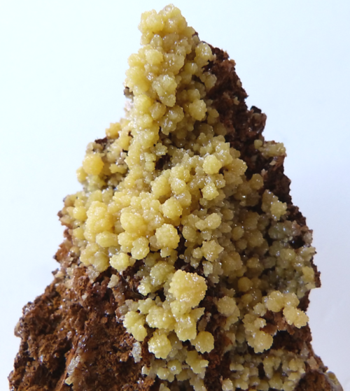 MIMETITE (Lead Chloroarsenate). Yellow mimetite on limonite from the Ojuela Mine, Mapimi, Durango, M