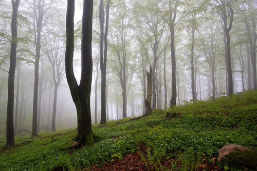 Into the Woods by diesmali on Flickr.