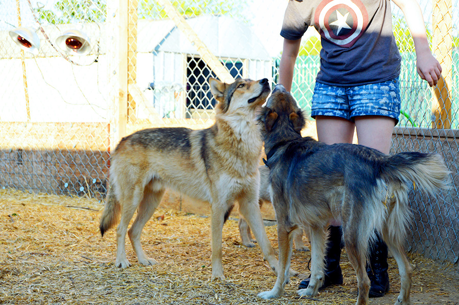 danekez:  Wolfdogs! Well, mostly Wolfdogs. That pretty girl with the STRIKING blue