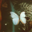 blueterrarium