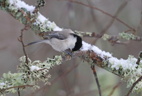 Willow tit/talltita (Poecile montanus).