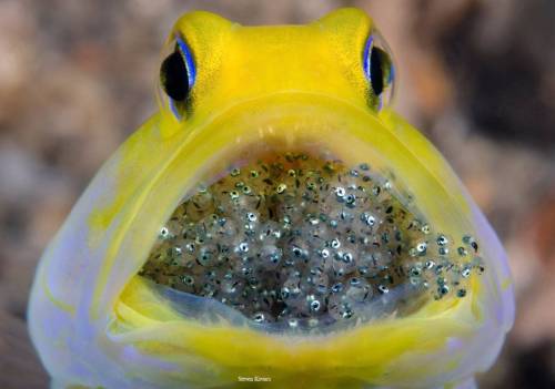 misterlemonzafterlife:  vibrant-exploration-scoobydooooo:FROM :  happyzenwonderlandcollection  -  A male Yellowhead JAWFISH mouth brooding its eggs  -  by Steven Kovacs https://MisterLemonzAfterlife.tumblr.com/archive