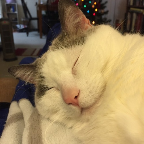 chocolatequeennk: Happy kitty face @mostlycatsmostly