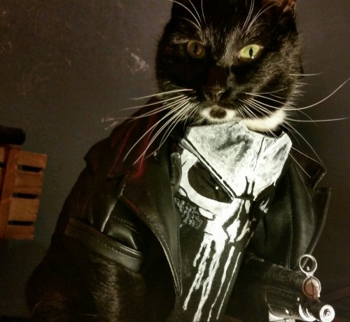 moosefix: cat-cosplay: “This is war… I don’t take prisoners.” Debuting The 