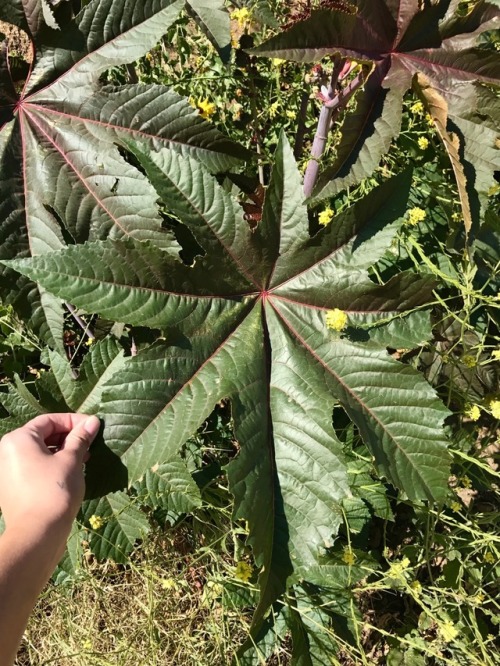 4.9.17 - Ricinus communis. Highly toxic seeds with an infamous protein lurking inside - ricin! Lucki