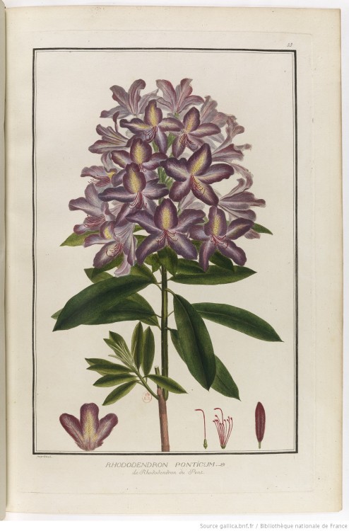  Botanical illustrations taken from ‘Bouquets de Flore’ by  P. J. Buc'hoz (1731-1807)Images and text