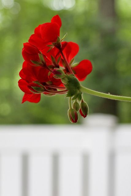 chasingrainbowsforever:  Happy Fence Friday - Geranium Photography by Sylvia Armstrong on Flickr. So