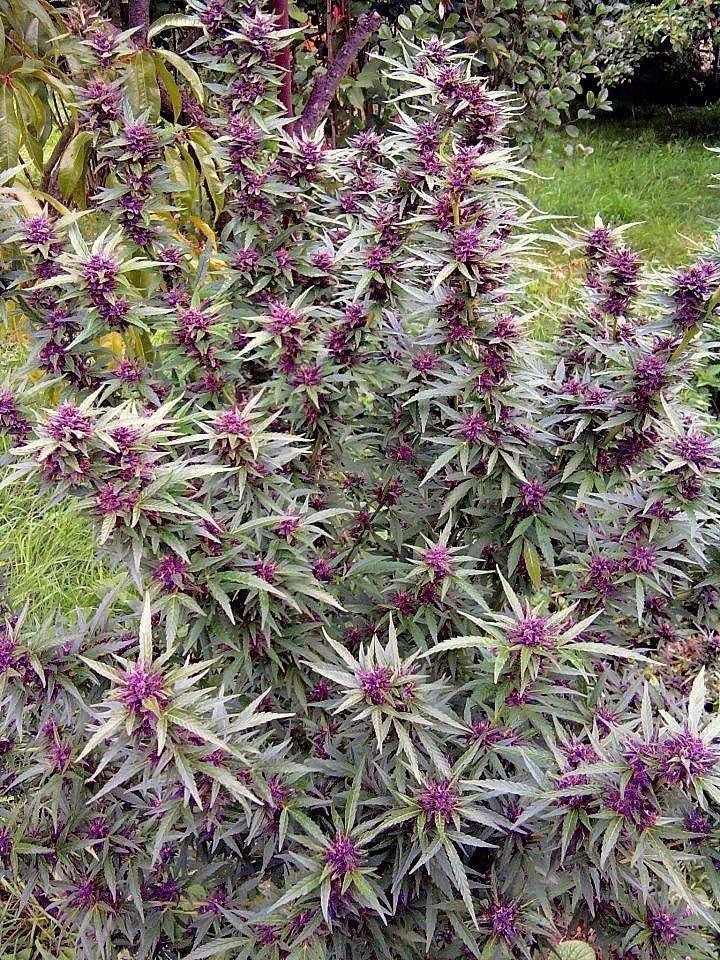 classy-ass-stoner:  How is this plant even real 