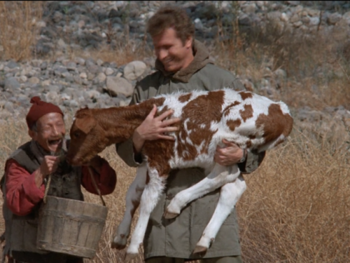 I will never not reblog hot Wayne with a baby cow especially on Wednesday, Wayne’s Day. 