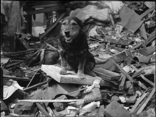 A rescue dog named Rip rescued a hundred air raid victims in London during the Blitz, World War II.