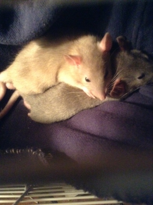 fuckinfrenchiie:  Moose and Squirrel cuddling <3