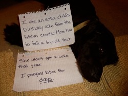 laugh-with-you:  hahahaha-idk:  eridan-wwhatevver:  ladyamberlea:  laughing so hard right now  good dog best friend  It’s funny how they all look guilty and sad  lol @ dog shaming woooh  There are two boxers featured in this photoset.  That should