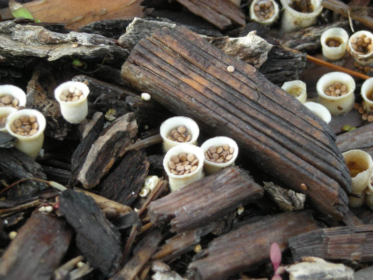 doubletrip:  From reddit user tubergibbosum : &ldquo;Birds Nest Fungus The “nests”