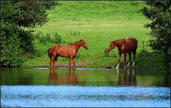 horsesornothing:  Horses in Patshul Park