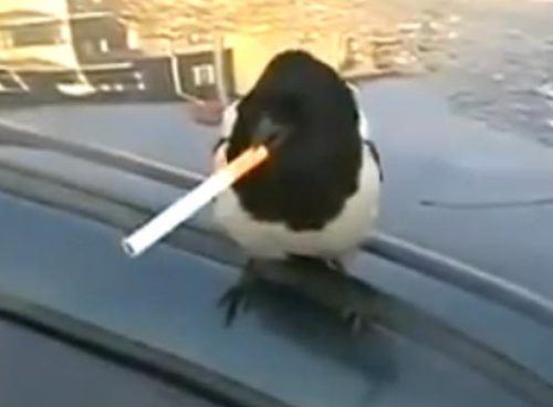 Chain smoking carrier pigeons?Last week we showed a common and fairly disgusting scene – piles